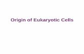 Origin of Eukaryotic Cells - BIOLOGY FOR eukaryotic cell Eukaryotic cell with mitochondrion internal membrane system aerobic bacterium mitochondrion Endosymbiosis Early eukaryotic