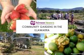 COMMUNITY GARDENS IN THE ILLAWARRAfoodfairnessillawarra.org.au/wp/wp-content/uploads/2012/... · 2018-10-15 · Albion Park Community Garden Since 2012, the Albion Park Community