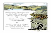 Managing Rangelands to Benefit California Red-Legged Frogs ...Managing Rangelands to Benefit California Red-Legged Frogs & California Tiger Salamanders Lawrence D. Ford, Pete A. Van