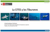 La CITES y los Tiburones - Oceana Peru · • La efectiva implementación depende de las Partes y de la cooperación y articulación entre las autoridades CITES de cada Parte. •