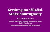 Gravitropism of Radish Seeds in Microgravity · Gravitropism of Radish Seeds in Microgravity Concord, North Carolina Principal Investigators: Sreenidhi Elayaperumal, Zayneb Shaikh,