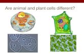 Are animal and plant cells different? - BARKSDALE SCIENCE · Are animal and plant cells different? THE CELL AND ITS PARTS. What is a cell? •Smallest unit of life •Contains everything