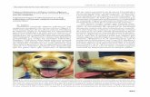 Lupus eritematoso cutáneo canino: algunas del eje antero ... · Lupus eritematoso cutáneo canino: algunas ... Del mismo modo, existe una historia fasci- ... El lupus eritematoso