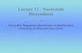Lecture 12 - Nucleotide Biosynthesis€¦ · Lecture 12 - Nucleotide Biosynthesis. 2 Text Nucleotides perform a wide variety of functions Building blocks for nucleic acids ... de
