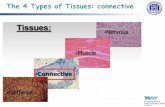 The 4 Types of Tissues: connective · The following types of connective tissue are covered in this activity: 1. Loose (areolar) connective tissue (delicate thin layers between tissues;