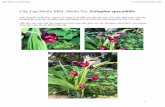 Cây Lan Muôn Mầu, Muôn Vẻ Eulophia spectabilisMầu đỏ và hình dạng của bông hoa này thực khác hẳn với hình ảnh cây Eulophia spectabilis mà anh Nguyễn