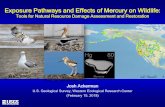 Exposure Pathways and Effects of Mercury on Wildlife · 1) Ecological pathways of mercury exposure • ecology, location, timing. 2) Physiological processes which influence mercury