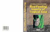 Rice-feeding insects of tropical Asia - IRRIbooks.irri.org/9789712200625_content.pdf · This field guide documents the community of insects that feed on rice in the tropical zone