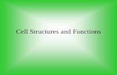 Cell Structures and Functions - Kyrene School District cells Structures...Cell Part Function Plant, Animal or Both. Cell Theory: •All organisms are made up of one or more cells.