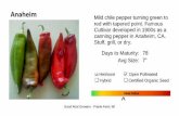 Anaheim Mild chile pepper turning green to red with tapered point. … · 2019-04-19 · Good Root Growers - Prairie Farm, WI Anaheim ^ Mild chile pepper turning green to red with