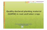 Quality declared planting material (QDPM) in root and ... · Quality declared planting material (QDPM) in root and tuber crops Food and Agriculture Organization of the United Nations.