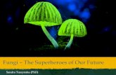 Fungi The Superheroes of Our Future - Permaculture Noosa · Mycorrhizal fungi facts 16 km hyphae/gram soil 4m2 of perennial grassland mycelium can stretch around the equator Covering
