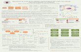 Mecanismo de acción de los péptidos insulinotrópicos GIP y ...147.96.70.122/Web/TFG/TFG/Poster/IRENE PEREZ-MONTE MINGUEZ.pdf · 1. Descripción de las propiedades de las hormonas