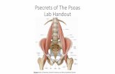 Psecrets of The Psoas Lab Handout - Academy of Osteopathyfiles.academyofosteopathy.org/convo/2015/Handouts/Harden_SecretsOfTh... · Psecrets of The Psoas Lab Handout Thieme,Atlas