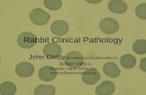 Rabbit Clinical Pathology - Avepa · Rabbit Clinical Pathology John Chitty BVetMed CertZooMed MRCVS Anton Vets Andover, Hants SP10 2NJ exotics@antonvets.co.uk
