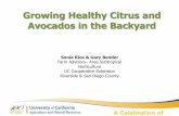 Growing Healthy Citrus and Avocados in the Backyard · • Be careful, cold nights in winter cause peels to turn orange, but Valencias are not ready to eat ... • Sandy soil water