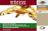 Anastrephasinavef.senasica.gob.mx/Eventos/Content/Multimedia/02_04... Guía de campo para el reconocimiento de moscas de la fruta del género Anastrepha AUTORES Ing. Liliana López