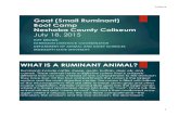 WHAT IS A RUMINANT ANIMAL? - Mississippi State University · 7/18/2015  · WHAT IS A RUMINANT ANIMAL? Ruminants include cattle, sheep, goats, buffalo, deer, elk, and camels. These