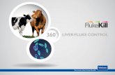 360˚ LIVER FLUKE CONTROL - Virbac · FlukeKill™ Liver Fluke Control Manual LIVER FLUKE DISEASE While adult liver ﬂukes impact on the health of livestock through their blood-feeding