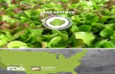 Leaf Lettuce PDF - UC Davis Western Institute for Food ... · lettuce is cooled within four hours after harvesting. Leaf lettuce varieties are typically vacuum cooled or . hydrocooled,