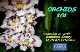 ORCHIDS 101 - UF/IFAS OCIconference.ifas.ufl.edu/gardener12/Onsite Presentations/Monday/0215... · Plant Parts - Monopodial Aerial root Main stem New leaf Crown Flower spike Flower