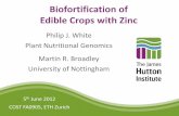 Biofortification of Edible Crops with Zinc · Biofortification of Edible Crops with Zinc Philip J. White Plant Nutritional Genomics . 5 th June 2012 COST FA0905, ETH Zurich Martin