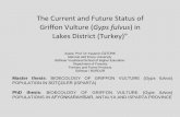 The Current and Future Status of Griffon Vulture (Gyps ...old.lifeneophron.eu/download/pages/403/... · The Griffon Vulture (Gyps fulvus) is a colonial cliff-nesting scavenger that
