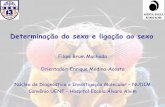 Filipe Brum Machado Orientador: Enrique Medina-Acosta ... · Determinação sexual pelas condições ambientais Sexo determinado por temperatura Sensibilidade à temperatura se inicia