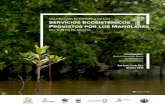 Servicios Ecosistémicos Provistos por los Manglares · 2019-05-16 · los manglares de Tamarindo, los árboles de Rhizophora mangle pueden alcanzar los 25-30 m de altura (Spalding,