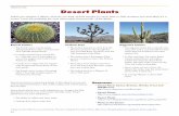 Desert Plants - Western Reserve Public Media · 2015-07-23 · 20 resources Desert Plants When you imagine a desert, what do you think of first? Maybe it’s sand, heat or Gila monsters,