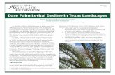 Date Palm Lethal Decline in Texas Landscapes...Date Palm Lethal Decline in Texas Landscapes Molly Giesbrecht, Extension Associate1 Greta Schuster, Professor2 Kevin Ong, Associate Professor