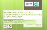 MORPHOLOGICAL AND TOXICITY CHARATERISTICS OF …iocwestpac.org/files/upload_manual/presentation 4.pdfMORPHOLOGY AND TOXICITY CHARATERISTICS OF CYANOBACTERIA IN EAST MALAYSIA Samsur