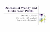 Diseases of Woody Plants and Annuals.ppt · 2013-02-16 · Diseases of Woody and Herbaceous Plants David L. Clement University of Maryland Cooperative Extension. Anthracnose diseases