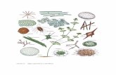 saporíferas y odoríferas laminas en color.pdf · 2017-11-10 · Lámina B. Algas de obturación de filtros ... Lámina E. Algas del plancton y otras algas de aguas superficiales