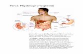 Part 2: Physiology of Digestion...• Small intestine: primary absorptive surface for digested food particles. Measures approximately 6 meters in length, comprised of villi and microvilli,