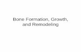 Bone Formation, Growth, and Remodelingbioblocks.weebly.com/.../notes_-_bone_formation,_growth,_remodelin… · Bone Formation, Growth, and Remodeling . Pre-natal Ossification . 1.
