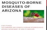 Mosquito-borne Disease of Arizona ... ¢â‚¬¢ Aedes spp. ¢â‚¬¢ Mosquito-human-mosquito-human cycle . First