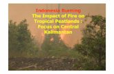 Indonesia Burning The Impact of Fire on Tropical Peatlands : Focus on Central Kalimantanwebdocs.alterra.wur.nl/internet/peatwise/docs/phase2... · 2007-08-02 · From Sink to Source