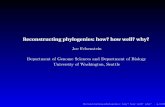 Joe Felsenstein Department of Genome Sciences …evolution.gs.washington.edu/microsoft07.pdfReconstructing phylogenies: how? how well? why? Joe Felsenstein Department of Genome Sciences