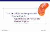 Cellular Respiration Oxidation of Pyruvate Krebs Cyclestaff.katyisd.org/sites/thsbiologyapgt/Documents/Unit 04... · 2014-10-21 · AP Biology pyruvate CO 2 Glycolysis is only the
