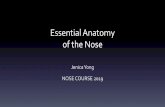Anatomy & analysis of the nose - med.virginia.edu … · Essential Anatomy of the Nose Jenica Yong NOSE COURSE 2019 . Disclaimers •No conflicts of interest •Photos are either