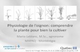Physiologie de l’oignon: comprendrePhysiologie de l’oignon: comprendre la plante pour bien la cultiver Mario Leblanc, M.Sc., agronome MAPAQ - Montérégie Source de l’image: