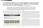 reviews Conservation of transgene-induced post ...blog.sciencenet.cn/upload/blog/file/2008/9/200893172242632116.pdf · Conservation of transgene-induced post-transcriptional gene