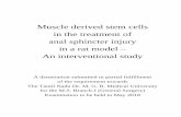 Muscle derived stem cells in the treatment of anal sphincter injury repository- · PDF file 2018-08-07 · derived stem cells in the treatment of anal sphincter injury in a rat model