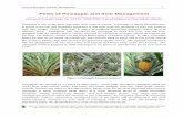 Pests of Pineapple and their Managementprsvkm.kau.in/.../pests_of_pineapple...management.pdf · Pests of Pineapple and their Management Joy P.P., Anjana R. and Soumya K.K. 2013. Pests