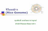 จีโนมข้าว (Rice Genome)ubn-rrc.ricethailand.go.th/images/PDF/9--56.pdfจีโนมข าว (Rice Genome) วิวัฒนาการของข าว (Evolution