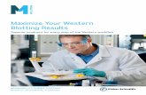 Maximize Your Western Blotting Results Brochure · 2020-03-31 · One way to improve the quality and consistency of results from your immunodetection protocols is to use components