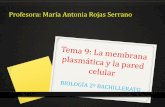 Profesora: María Antonia Rojas Serranomariarojas.iescla.org/wp-content/uploads/2019/11/TEMA-9... · 2019-11-03 · externa de las células eucariotas, constituyendo el glucocálix,