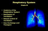 Respiratory System - Glendale Community Collegeweb.gccaz.edu/~phipd16661/Chap22_Respiration.pdf · •Respiratory Part –alveoli are the only place where significant gas-exchange