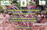 Estación Experimental Tropical Pichilingue · 2017-05-20 · 1. En un suelo con cacao de El Oro, se encontró valores de Cd superiores a los niveles críticos para el crecimiento